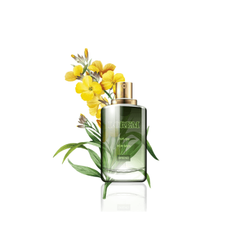 گلدان آپارتمانی دراسنا کامپکت